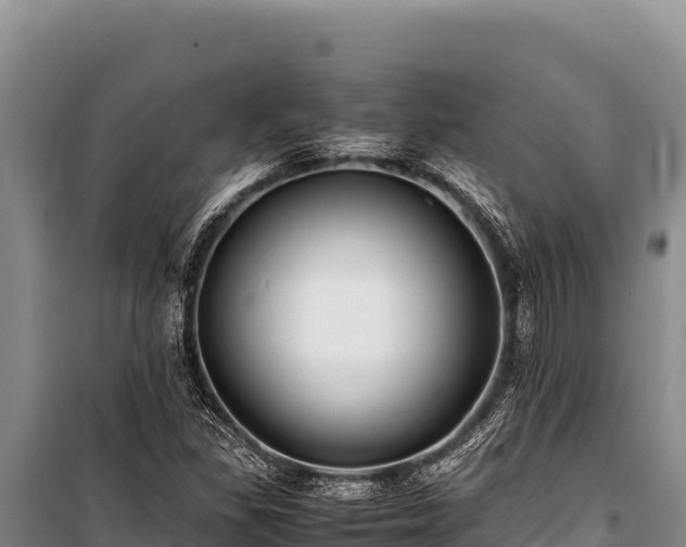 X0000100861309200806271150