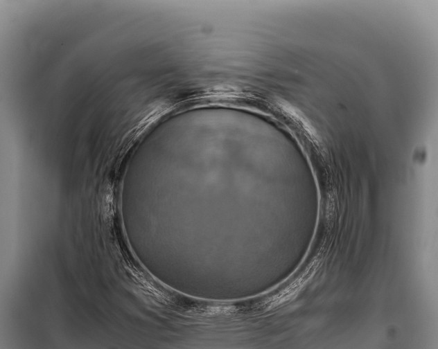 X0000100861353200806271150