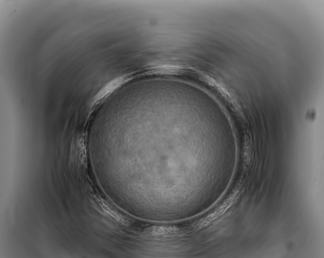 X0000100861354200806271150