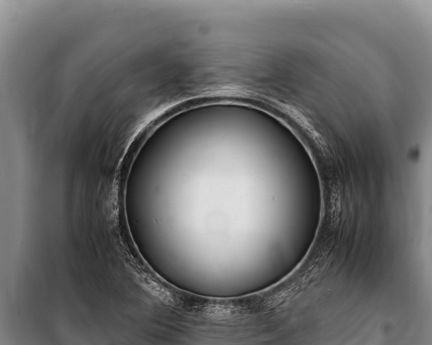 X0000100861364200806271150