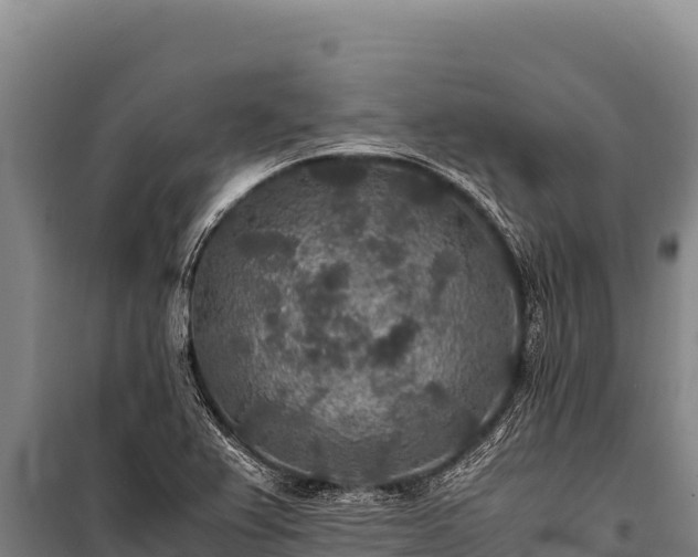 X0000100861367200806271150