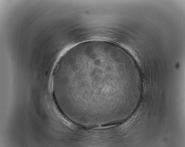 X0000100861371200806271149