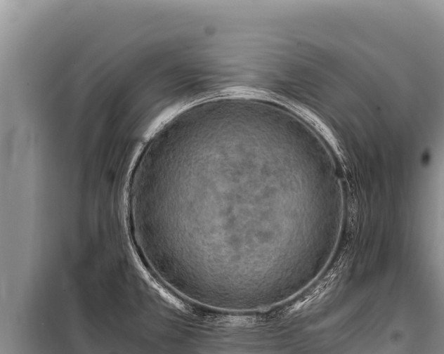 X0000100861381200806271149