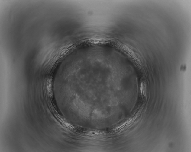 X0000100861396200806271148