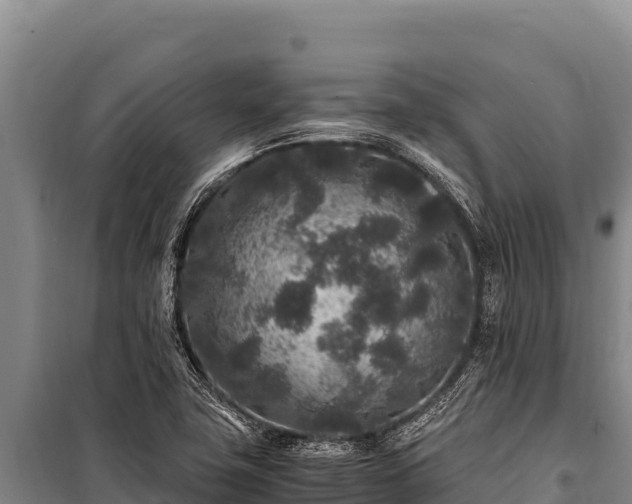 X0000100861411200806271149