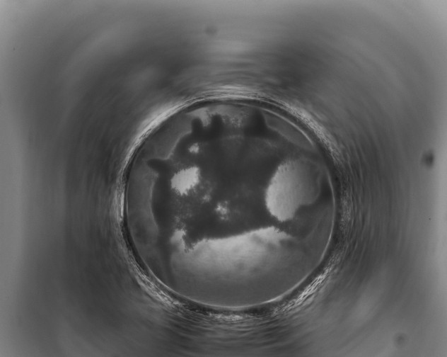 X0000100861413200806271149