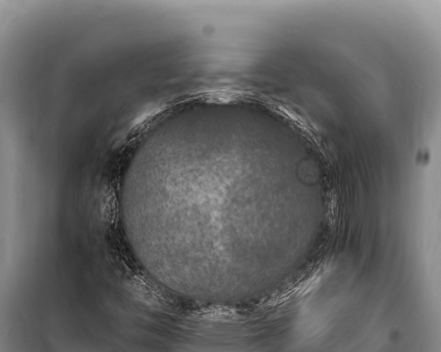 X0000100861446200806271148