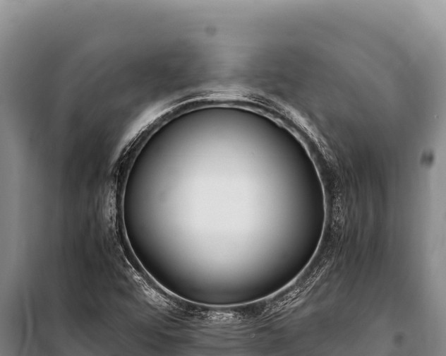 X0000100861456200806271148