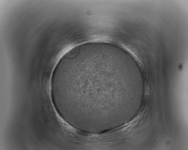 X0000100861471200806271148