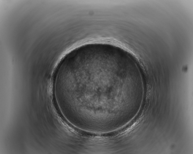 X0000100861506200806271147