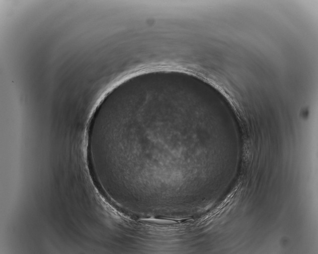 X0000100861508200806271147