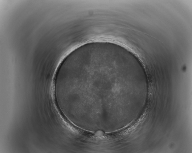 X0000100861517200806271147