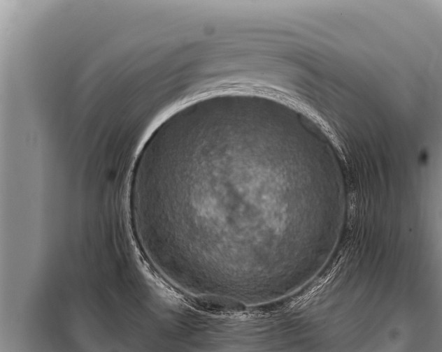 X0000100861530200806271147