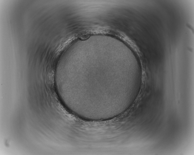 X0000100860009200807070945