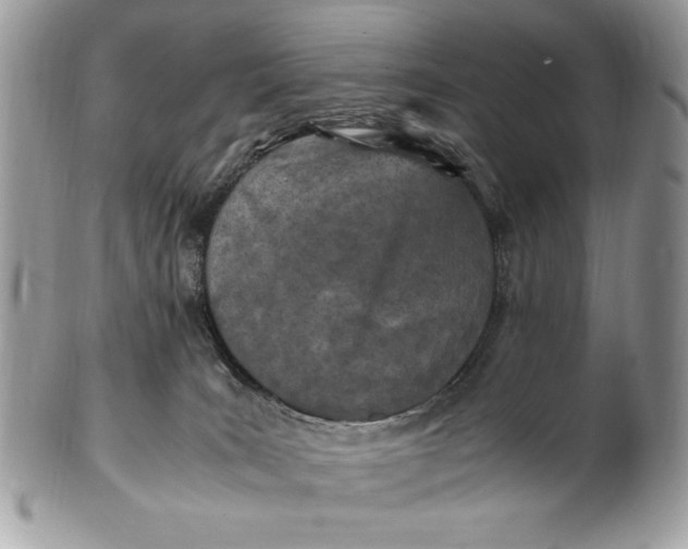 X0000100860035200807070944