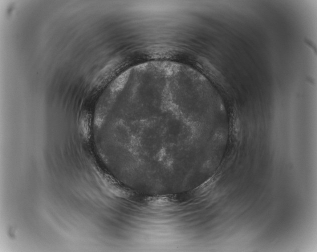 X0000100860074200807070944