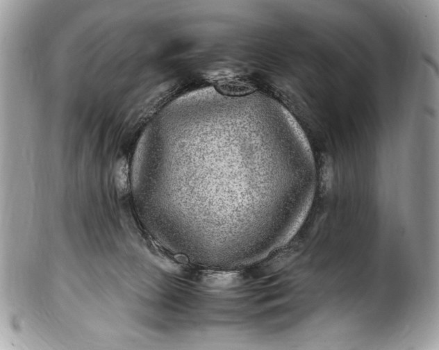 X0000100860081200807070944