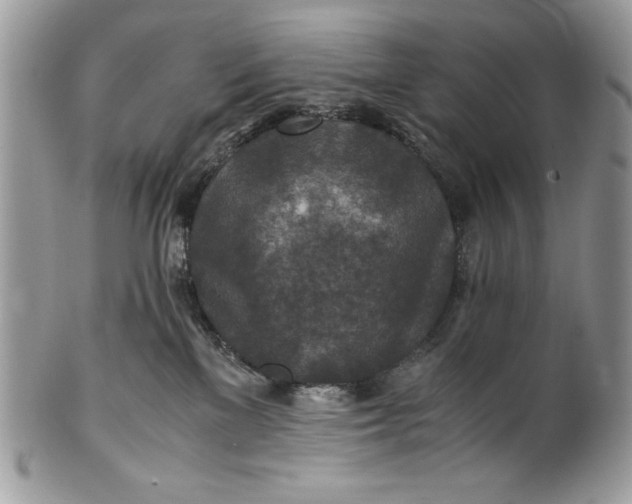 X0000100860137200807070943