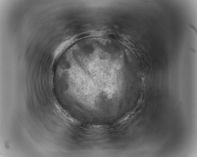 X0000100860149200807070942