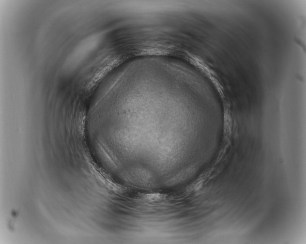 X0000100860153200807070942