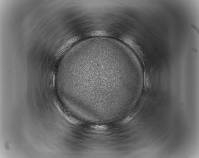 X0000100860157200807070942