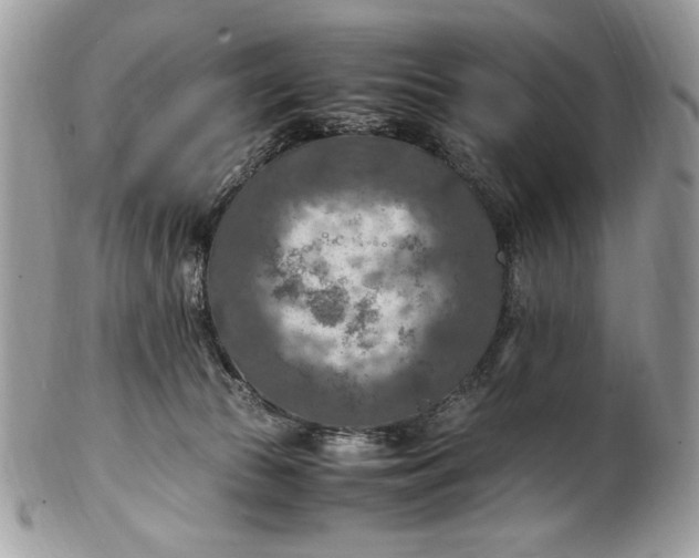 X0000100860177200807070943