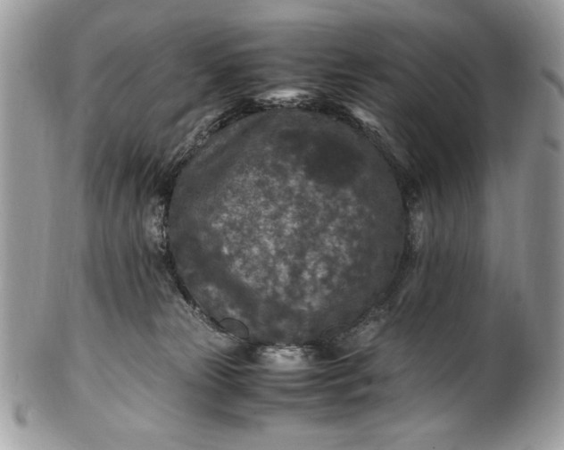 X0000100860181200807070943