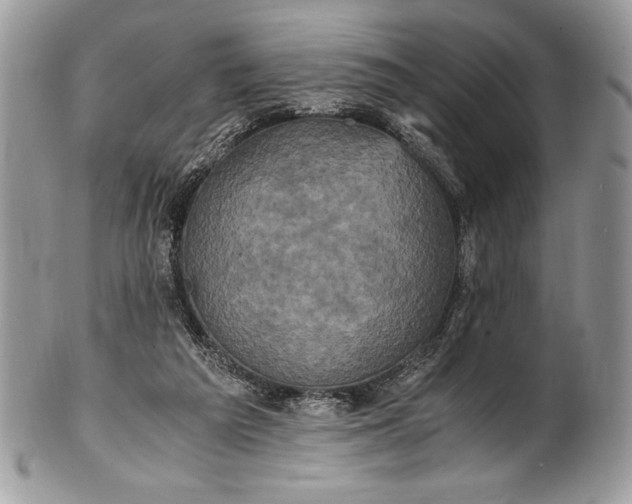 X0000100860209200807070942