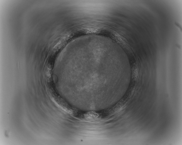 X0000100860215200807070942