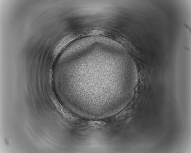 X0000100860242200807070940