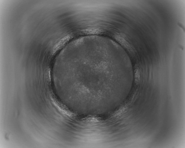 X0000100860254200807070940