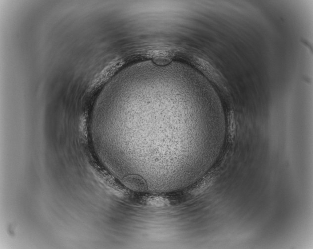 X0000100860258200807070940