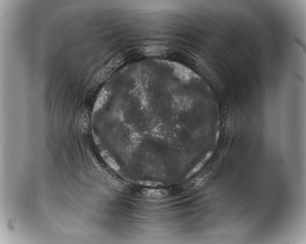 X0000100860277200807070941