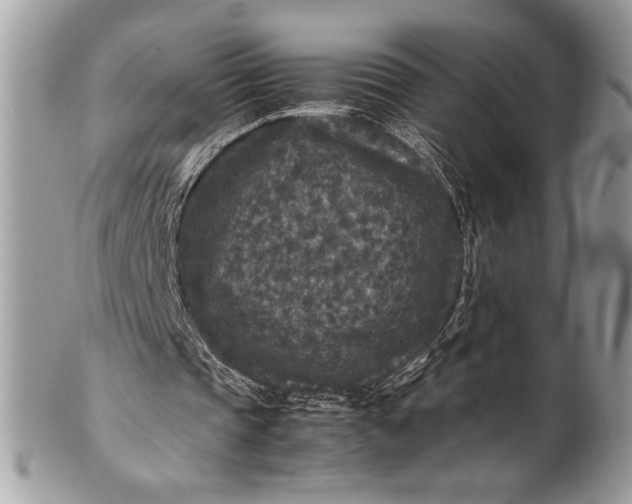 X0000100860337200807070939