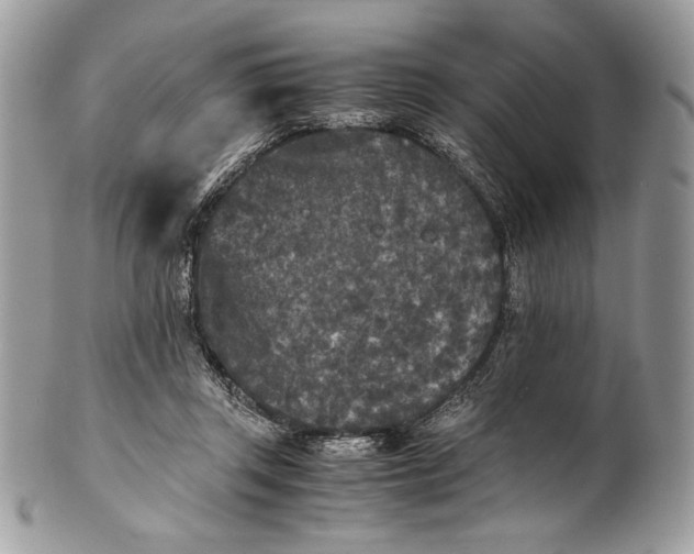 X0000100860357200807070939