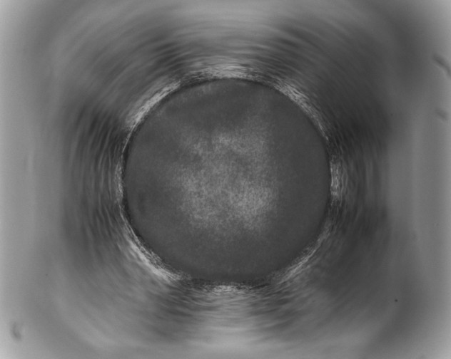 X0000100860390200807070938