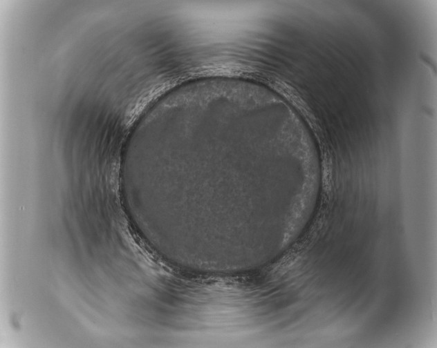 X0000100860434200807070937