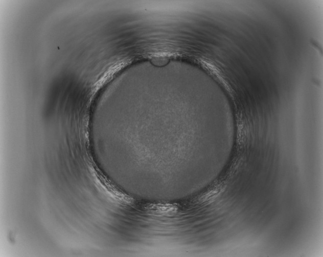 X0000100860443200807070937