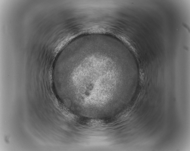 X0000100860487200807070937