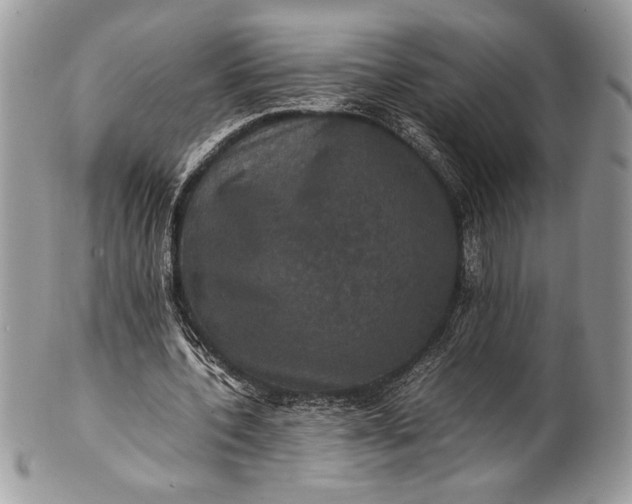 X0000100860532200807070935