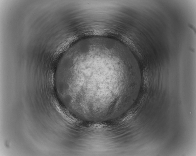 X0000100860542200807070936