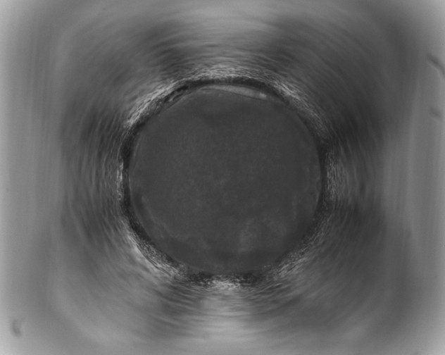 X0000100860592200807070935