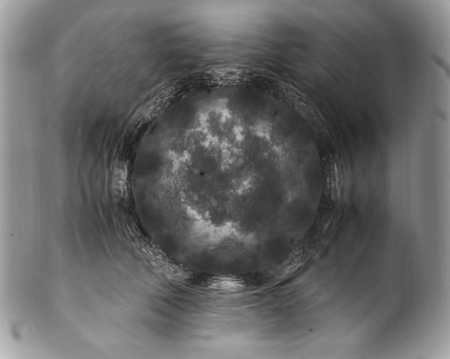 X0000100860610200807070935