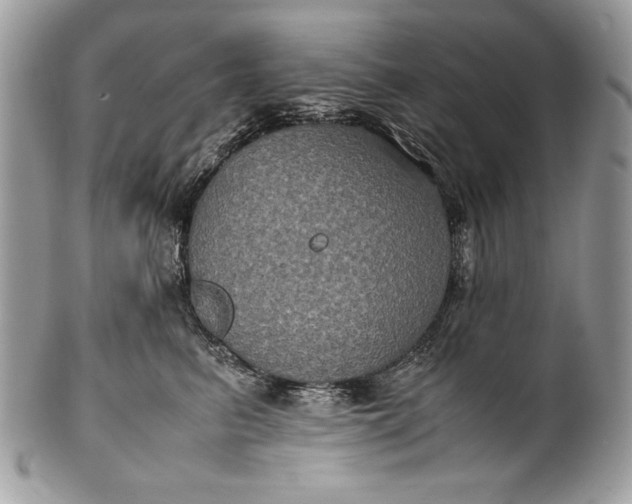 X0000100860615200807070935