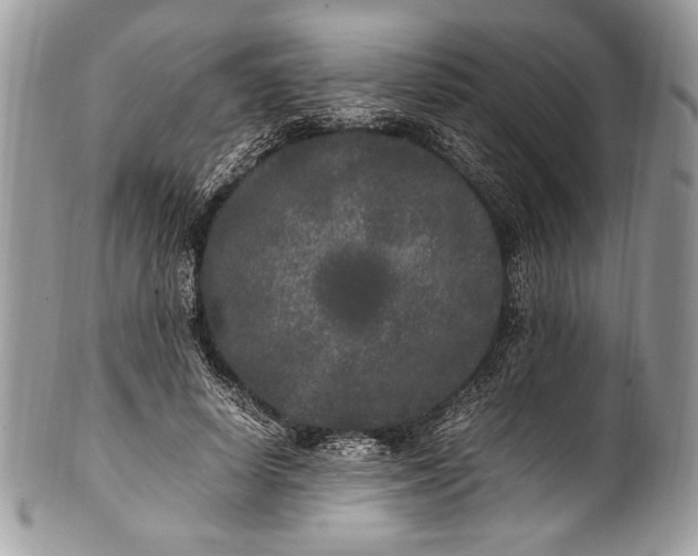 X0000100860642200807070934