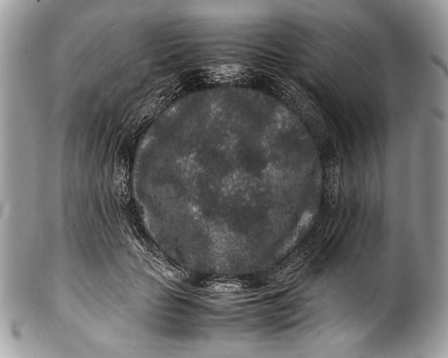 X0000100860653200807070934