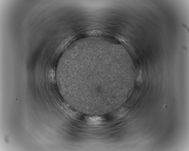 X0000100860669200807070934