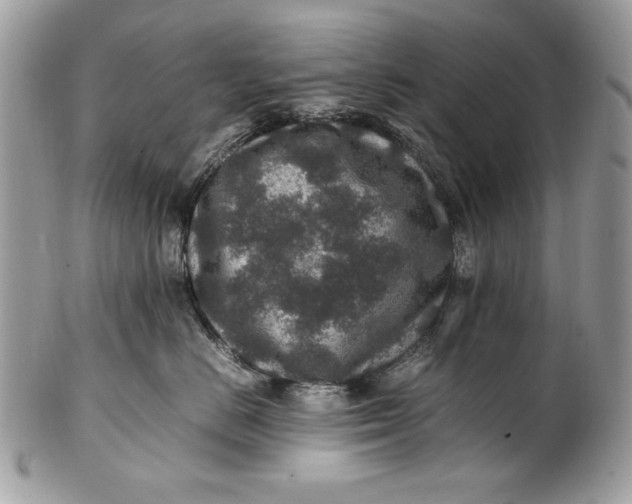 X0000100860670200807070935