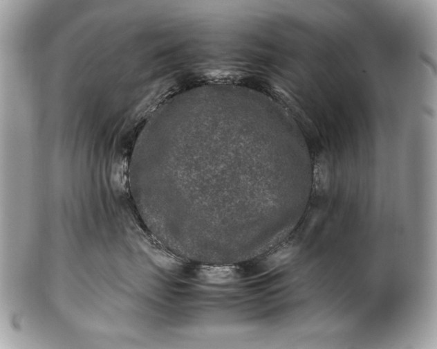 X0000100860671200807070935