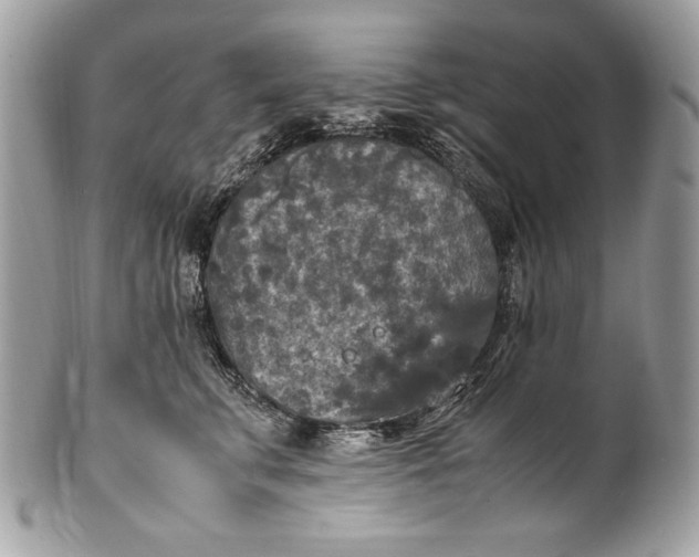 X0000100860711200807070933